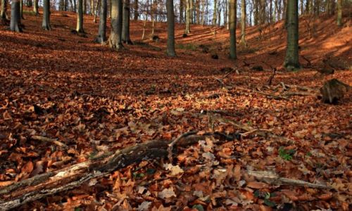 Zdjęcie POLSKA / Kujawsko-Pomorski / Tuchola / W jesiennym klimacie!-2
