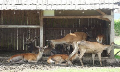 Zdjcie POLSKA / Ziemia Kodzka / Czermna / zagroda na trasie 