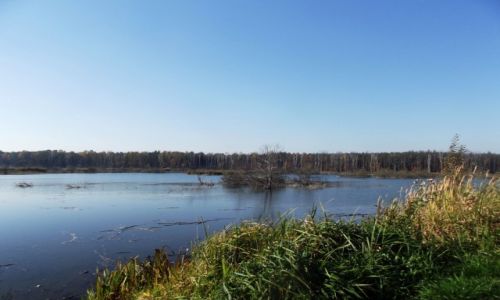 Zdjecie POLSKA / Kampinowski Park Narodwy / Kampinos / Wiosno Przybywaj