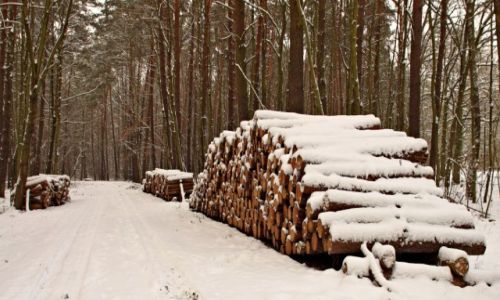 Zdjcie POLSKA / Bory Tucholskie / Masymilianowo / Wiosna !,ale nadal zimowo!