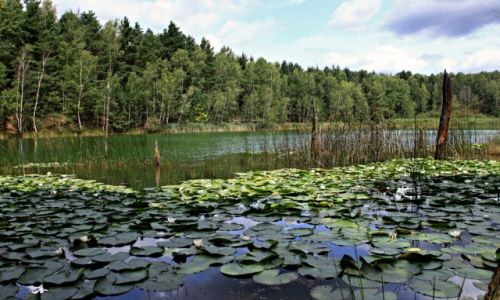 Zdjecie POLSKA / woj. lubuskie. / knica / Geopark uk Muakowa.