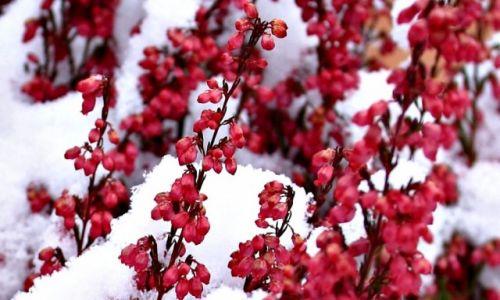 Zdjęcie POLSKA / Kujawsko-Pomorski / Park Bydgoski. / W śniegu i słońcu.