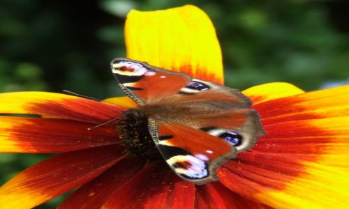 Zdjęcie POLSKA / MAZOWIECKIE / okolice Puszczy Kampinoskiej / Rusałka pawik
