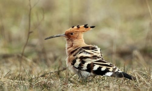 Zdjęcie POLSKA / - / okolice Gogolina / prosto z Afryki
