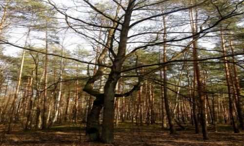 Zdjęcie POLSKA / łódzkie / Spalski Park Krajobrazowy / Obejmujące się drzewa