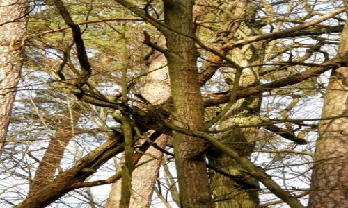 Zdjęcie POLSKA / łódzkie / Spalski Park Krajobrazowy / POPLĄTANIE Z POMIESZANIEM