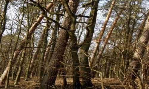 Zdjęcie POLSKA / łódzkie / Spalski Park Krajobrazowy / Wzajemne wsparcie