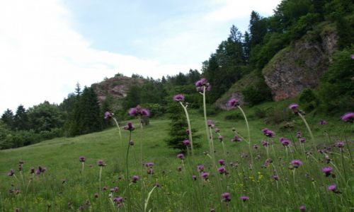 Zdjcie POLSKA / Pieniny / szlak / Kierunek Homole