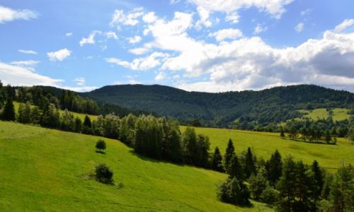 Zdjecie POLSKA / Maopolska / Wierchomla / W drodze na Wierchoml Wielk