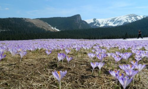 Zdjecie POLSKA / Tatry  / Polana Kalatwki / Krokusy 2013