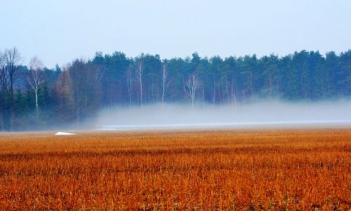 Zdjcie POLSKA / Mazowieckie / Mienia / Na granicy zimy i wiosny