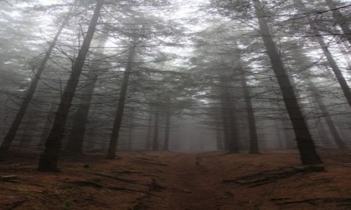 Zdjęcie POLSKA / Karkonosze / Karpacz we mgle / Nastrojowo