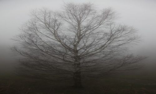 Zdjęcie POLSKA / Karkonosze / Karpacz we mgle / Brzózka