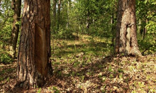 Zdjcie POLSKA / Powiat  niski. / Brzoza Bydgoska / Zapach lasu !