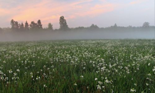 Zdjecie POLSKA / Gminie abiszyn. / Nowe Dbie / Biay dywan nad ziemi.