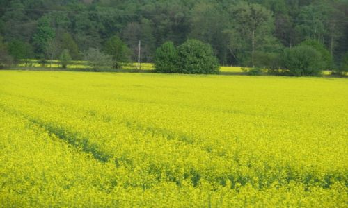 Zdjęcie POLSKA / Południowa Polska / Paniowy / Pole rzepaku