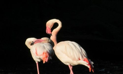 Zdjęcie POLSKA / Południowa Polska / Chorzowskie Zoo / Flamingi