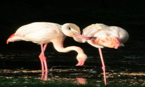 Zdjęcie POLSKA / Południowa Polska / Chorzowskie Zoo / Flamingi