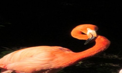 Zdjęcie POLSKA / Południowa Polska / Chorzowskie Zoo / Flamingi