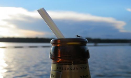 Zdjcie POLSKA / Poudniowa Polska / Tychy- Paprocany / ATAK NA MOJE PSZENICZNE -YK NA TYLNI NOG :P