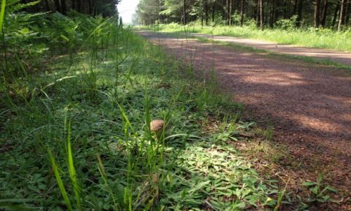Zdjęcie POLSKA / opolskie / lasy rudy raciborskie / Niedzielny wyjazd