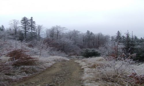 Zdjcie POLSKA / Beskid lski / Szczyrk / wiat posiwia...