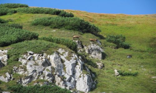 Zdjęcie POLSKA / Południowa Polska / DOLINA KONDRATOWA / TATRY
