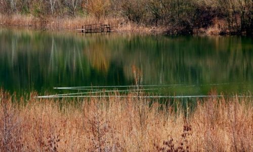 Zdjecie POLSKA / �odzkie / ok. �owicza / W lustrze wody...