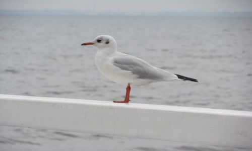 Zdjecie POLSKA / POMORZE / Gdynia / Trjmiasto