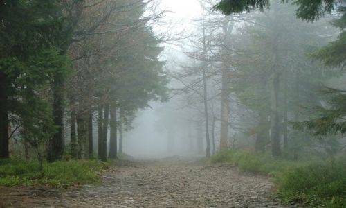 Zdjcie POLSKA / Beskid lski / Szczyrk / Majowa mga w Beskidzie lskim