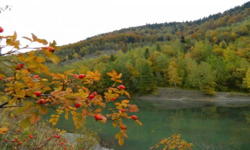 Zdjęcie POLSKA / okolice Bielska / Kozy   / Kolory jesieni