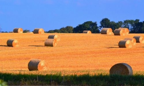 Zdjecie POLSKA / Mazowieckie / Mienia / Wspomnienie lata
