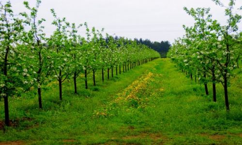 Zdjęcie POLSKA / Polska / Polska / Sad