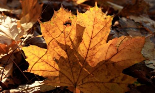 Zdjęcie POLSKA / Kujawsko-Pomorski / Lasy / Jesienne liście w promieniach słońca.
