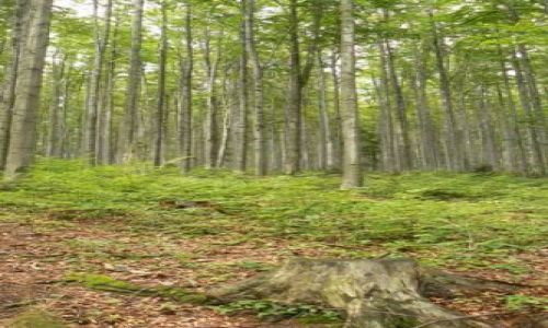 Zdjecie POLSKA / Beskidy / Beskid Makowski / Szlak z Jordanowa na Halę Krupową