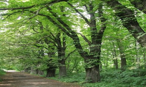 Zdjęcie POLSKA / Dolny Śląsk / Jawor / Wąwóz Mysliborski