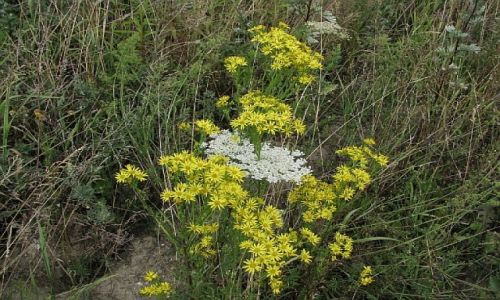 Zdjęcie POLSKA / Dolny Śląsk / Jawor / Wąwóz Mysliborski