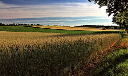 Zdjecie POLSKA / Kujawsko-Pomorski / Nowe Dbie / Wiejski pejza.-Konkurs