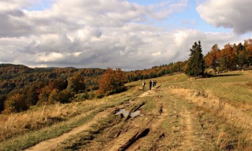Zdjecie POLSKA / Beskid Sdecki. / Wierchomla / W kierunku schroniska na Wierchomli.