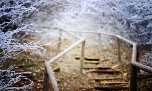 Zdjecie POLSKA / Bieszczady / Tarnica / Konkurs_natura