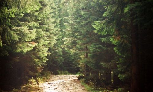 Zdjecie POLSKA / Zakopane / Kuznice / KONKURS