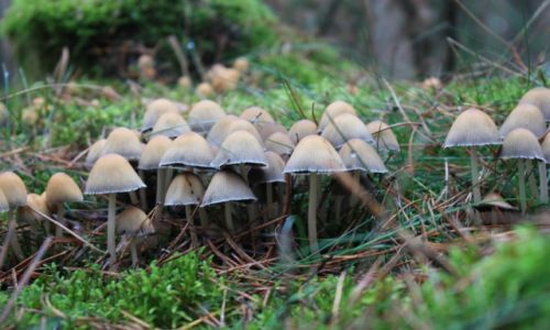 Zdjecie POLSKA / Puszcza Kozienicka / Wola Chodkowska / KONKURS NATURA