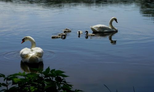 Zdjęcie POLSKA / opolskie / w parku, przy zamku w Mosznej / łabędzia rodzina..
