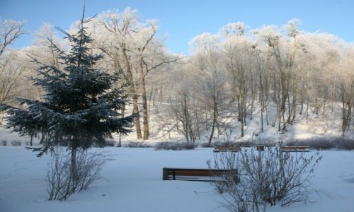 Zdjcie POLSKA / Pomorze / Gdask / Park Oruski w bieli
