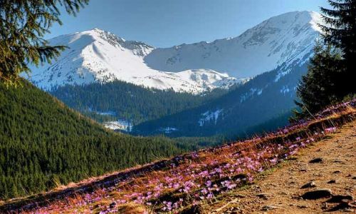 Zdjecie POLSKA / Tatry / Dolina Chochołowska / wiosenne spacery