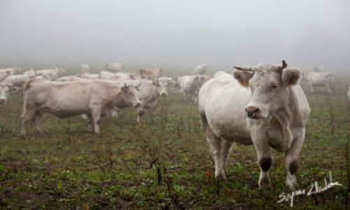 Zdjcie POLSKA / Rudawy Janowickie / - / Niczym highlander