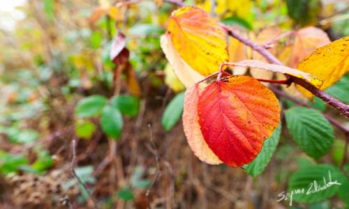 Zdjcie POLSKA / Rudawy Janowickie / - / Barwy jesieni