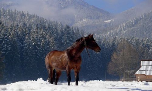Zdj�cie POLSKA / Tatry / Dolinc Chocholowska / ...