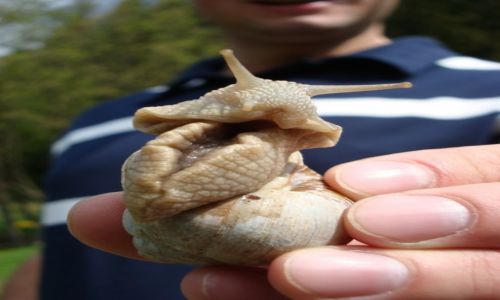 Zdjecie POLSKA / Kotlina K�odzka / Bez Zasi�gu / �limak