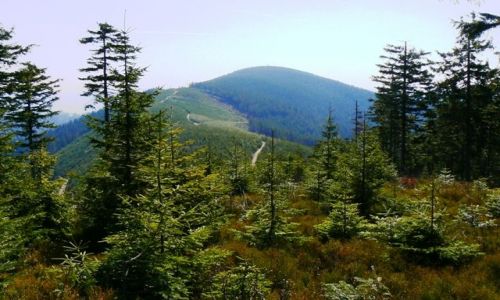 Zdjecie POLSKA / Beskidy / Beskid Sądecki / Szlak ze Schr. na Przehybie do Piwnicznej